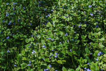 Blue flowers and grass