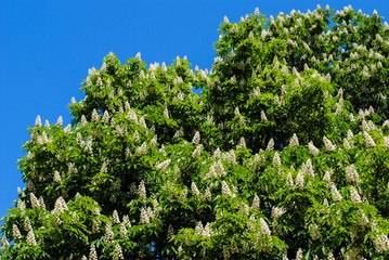 Chestnut tree blooms