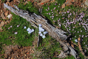 Obraz premium Old wood and wildflowers