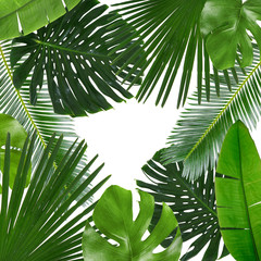 Tropical leaves on white background