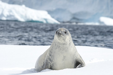 Fototapeta premium Crabeater seal on the ice.