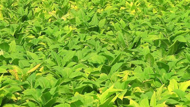 Tobacco farm in thailand
