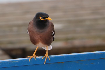 Oiseau