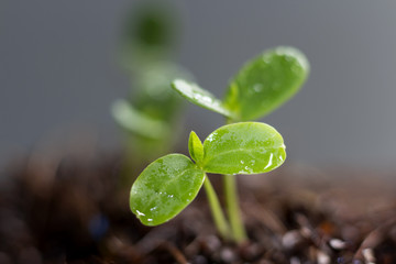 Green sprout growing out from soil in the rainy season.