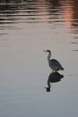 Oiseau Chasse