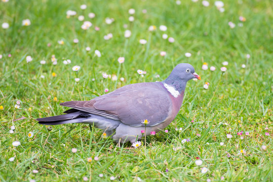 Wood pigeon, turtledove eating grass on a daisy flower bed