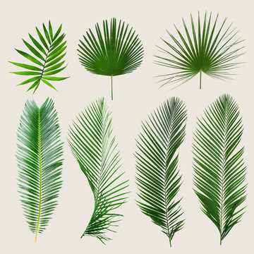 Different tropical leaves on light background