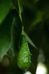 The avocados on the tree.,.Green leaves and bokeh light on the back