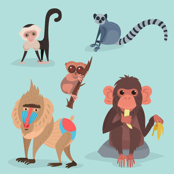 Different breads monkey character animal wild zoo ape chimpanzee vector illustration.
