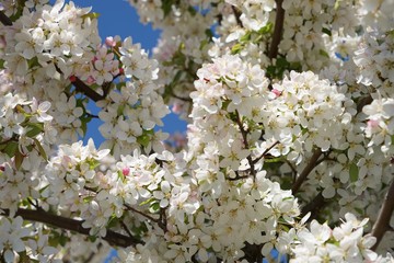 Blühender Zierapfelbaum im Frühling 