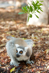 Ring-tailed Lemur