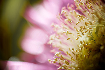 Fototapeta premium Pink flower view