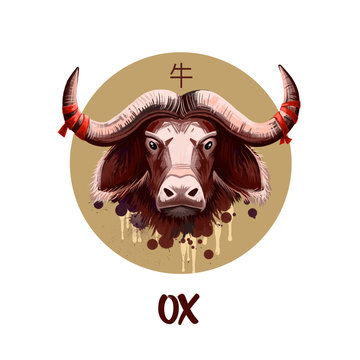 Ox chinese horoscope character isolated on white background. 