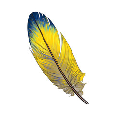 Hand drawn smoth, yellow and blue tropical, exotic bird feather, sketch style vector illustration on white background. Realistic hand drawing of yellow parrot, bird feather