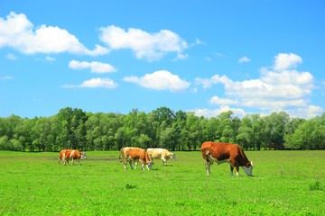 Cows on farmland