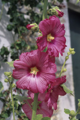 Alcea rosea / Rose trémière