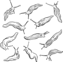 Obraz premium Collection of Line Art Slug Illustration Vector