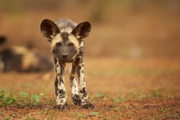 Tuinposter Portrait of African Wild Dog Lycaon pictus puppy staring directly at camera in close up distance. Low angle photography. Typical african reddish soil. Blurred background. Soft light. South Africa. © Martin Mecnarowski