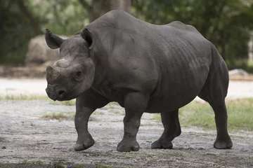 Crédence de cuisine en verre imprimé Rhinocéros Portrait de rhinocéros noir d& 39 Afrique noire