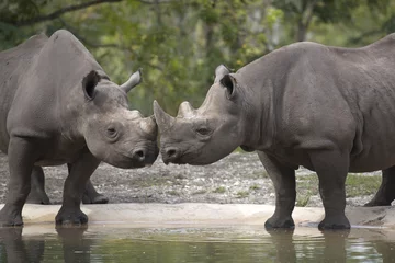 Crédence de cuisine en verre imprimé Rhinocéros Portrait de rhinocéros noir d& 39 Afrique noire