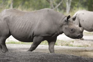 Crédence de cuisine en verre imprimé Rhinocéros Portrait of black african black rhino