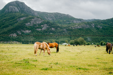 Fototapeta na wymiar Wildlife in Norway. Scandinavian fjord beautiful horses on pasture eat grass on field in summer rainy weather. Cloudy sky. Mountains on background. Rocks. Funny mammal animals. Rural. Travel. Nature.