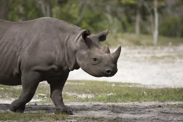 Photo sur Plexiglas Rhinocéros Portrait de rhinocéros noir d& 39 Afrique noire