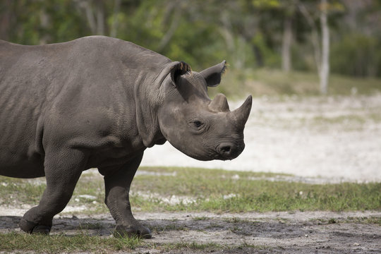 Portrait of black african black rhino
