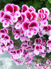 cascade of falling rose  flowers