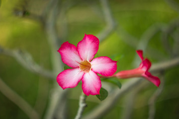 Close up shot of Azalea flowers shallow depth of field