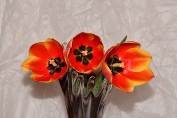 Red and yellow tulips