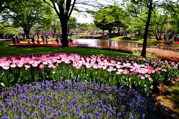 昭和記念公園のチューリップ