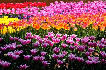 昭和記念公園のチューリップ