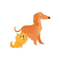 Couple of cute, funny dog characters - Afghan hound and Pomeranian spitz, cartoon vector illustration isolated on white background. Lovely Afghan hound and Pomeranian spitz characters, dog breeds