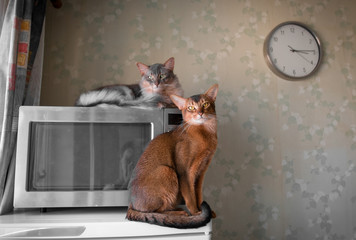 Two cats indoor portrait