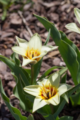 Fototapeta na wymiar Tulipa Kaufmanniana