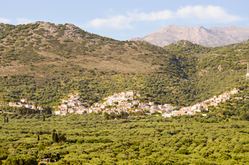 Fototapeta na wymiar Village Cretan perched on a hill among the olive tree