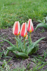Tulipa greigii 'Authority' in early morning - 151524342