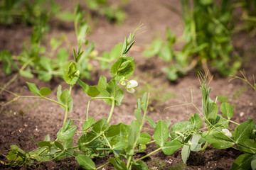 Pea green plant