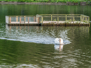 Male swan swimming around to protect the female and cygnets on her nest to protect her 7 cygnets from the cold with her large wings, Yarrow Valley Country Park, Chorley, Lancashire