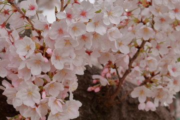 胴吹き桜