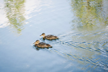 Two ducks in a pond