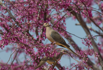 Mourning Dove in Flowering Tree
