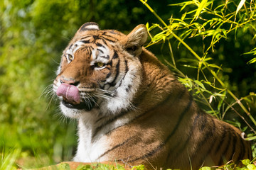 tigre félin féroce prédateur animal mammifère carnivore dangereux bengal indonésie mangeur homme
