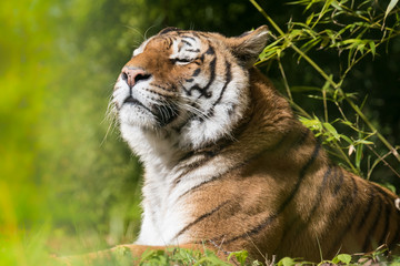 tigre félin féroce prédateur animal mammifère carnivore dangereux bengal indonésie mangeur homme