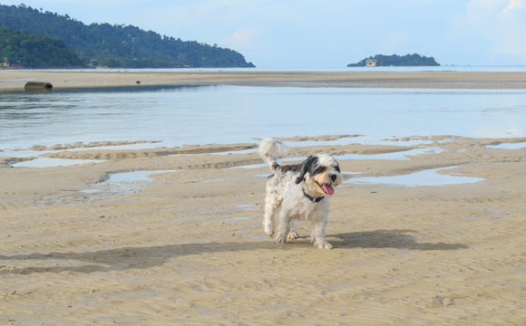 Dog running on the beach Koh Chang Trad Thailand