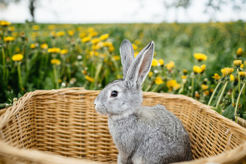 gray rabbit in the garden in the basket