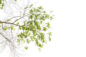 Ivy green with leaf on isolate white background