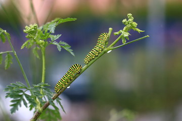 Caterpillars