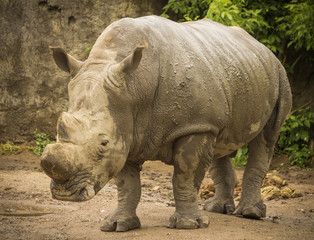 Fototapeta premium rhinoceros